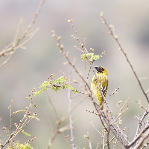 Birds of Kenya | Photo Essay